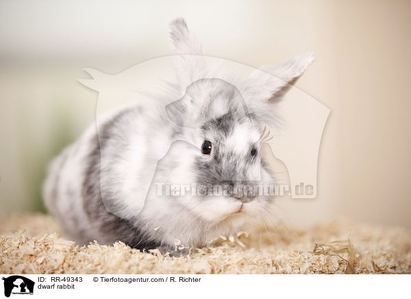 Zwergkaninchen / dwarf rabbit / RR-49343