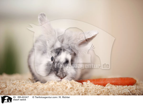 Zwergkaninchen / dwarf rabbit / RR-49347