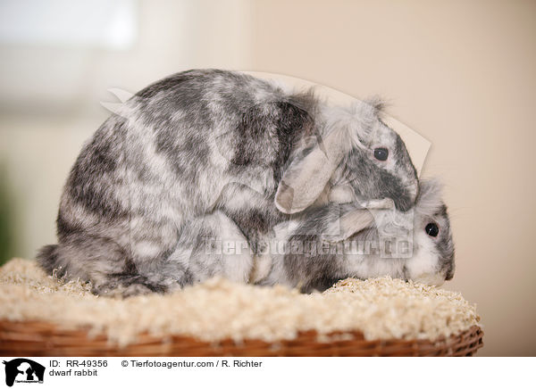 Zwergkaninchen / dwarf rabbit / RR-49356