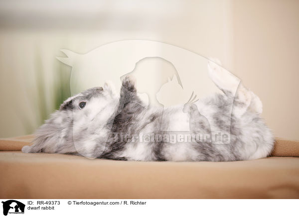 Zwergkaninchen / dwarf rabbit / RR-49373