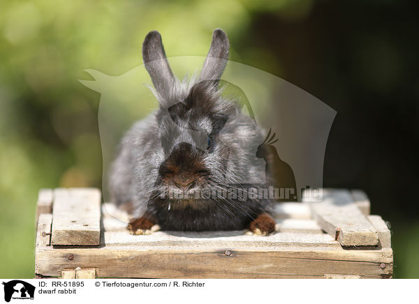 Zwergkaninchen / dwarf rabbit / RR-51895