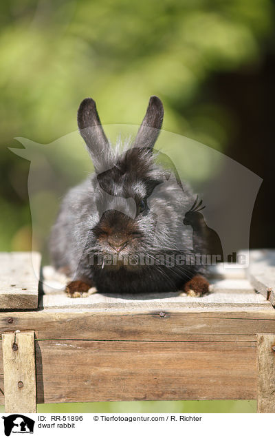 Zwergkaninchen / dwarf rabbit / RR-51896