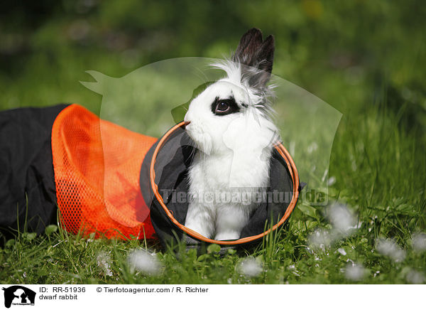 Zwergkaninchen / dwarf rabbit / RR-51936