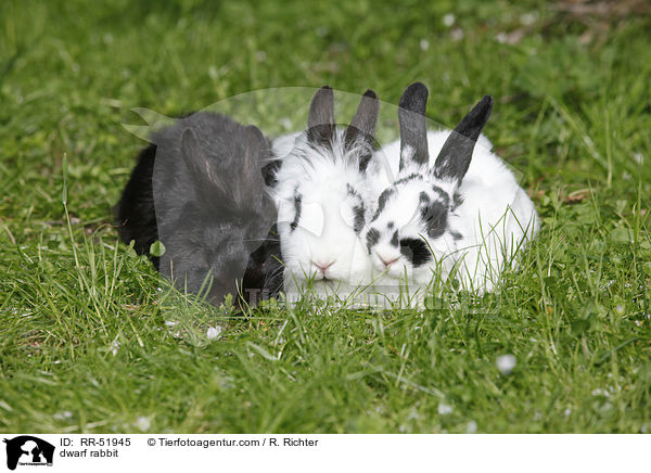 Zwergkaninchen / dwarf rabbit / RR-51945