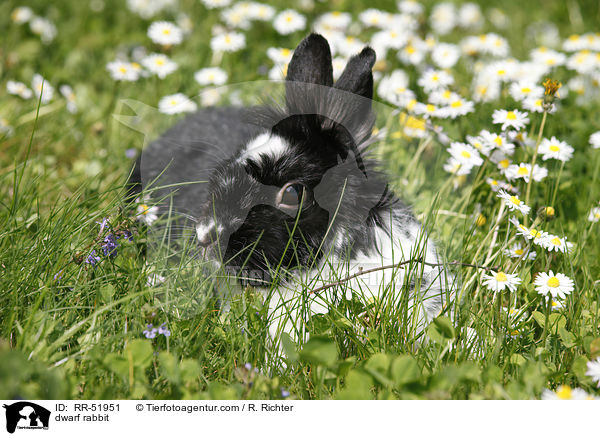 Zwergkaninchen / dwarf rabbit / RR-51951