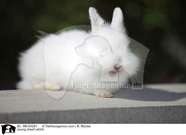 junges Zwergkaninchen / young dwarf rabbit / RR-54291