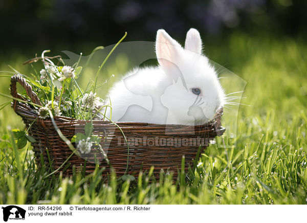 junges Zwergkaninchen / young dwarf rabbit / RR-54296