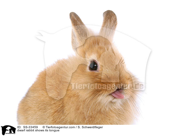 Zwergkaninchen / dwarf rabbit / SS-33459