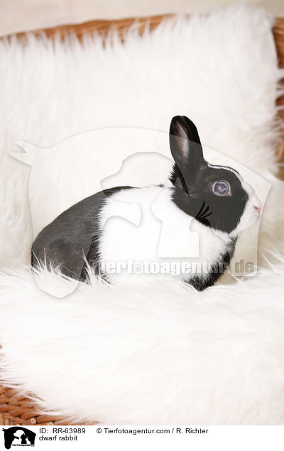 Zwergkaninchen / dwarf rabbit / RR-63989