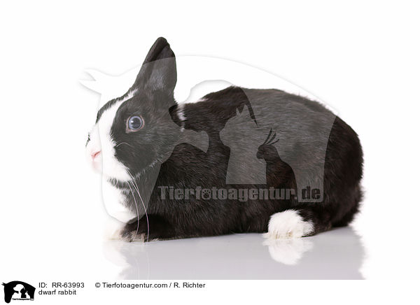 Zwergkaninchen / dwarf rabbit / RR-63993