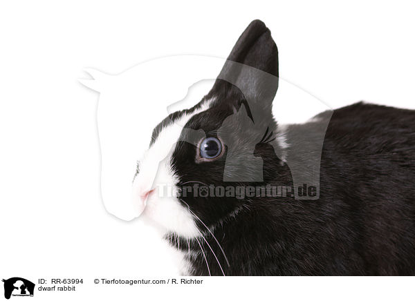 Zwergkaninchen / dwarf rabbit / RR-63994