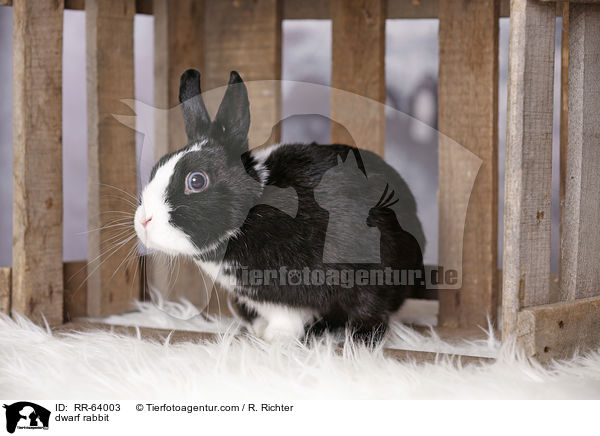 Zwergkaninchen / dwarf rabbit / RR-64003