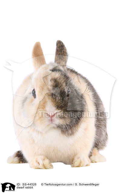 Zwergkaninchen / dwarf rabbit / SS-44526