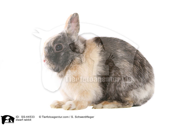 Zwergkaninchen / dwarf rabbit / SS-44533