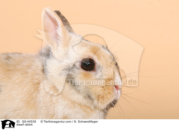 Zwergkaninchen / dwarf rabbit / SS-44539