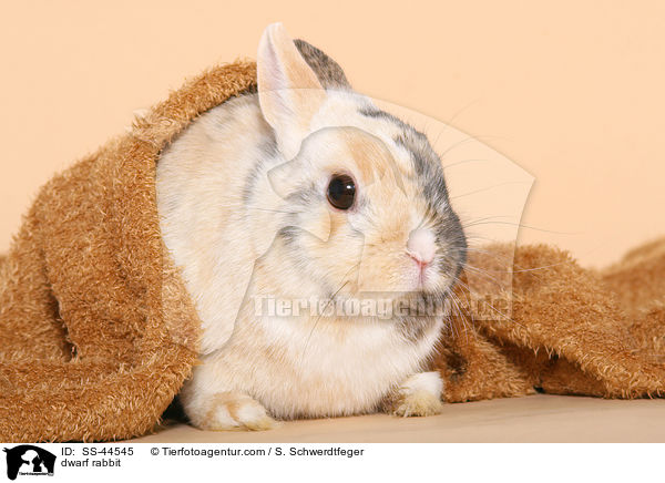 Zwergkaninchen / dwarf rabbit / SS-44545