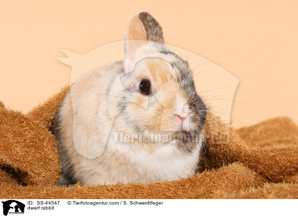 Zwergkaninchen / dwarf rabbit / SS-44547