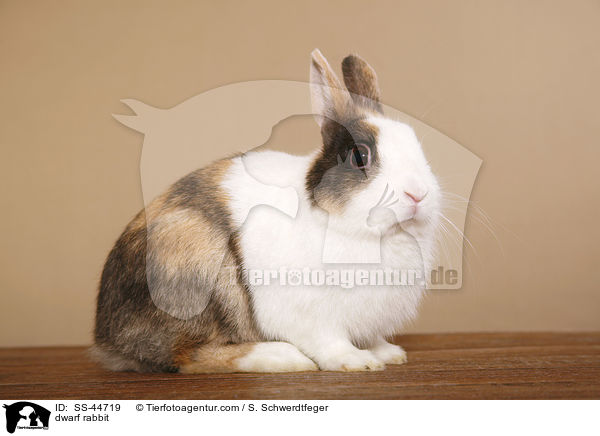 Zwergkaninchen / dwarf rabbit / SS-44719