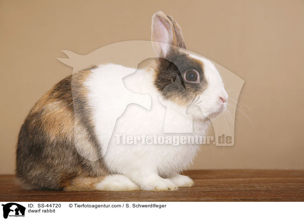 Zwergkaninchen / dwarf rabbit / SS-44720