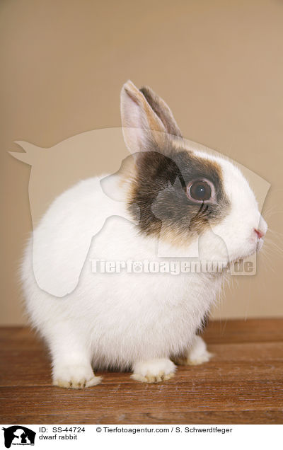 Zwergkaninchen / dwarf rabbit / SS-44724