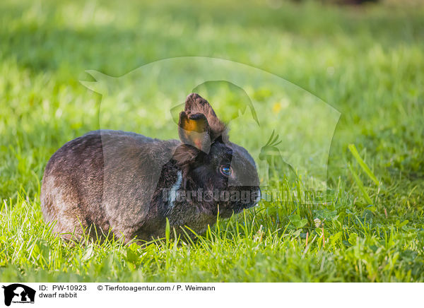 Zwergkaninchen / dwarf rabbit / PW-10923