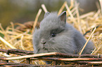 young dwarf rabbit