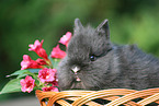 pygmy bunny