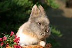 pygmy bunny