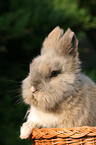 pygmy bunny