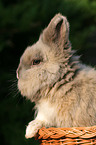 pygmy bunny