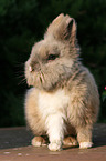 pygmy bunny