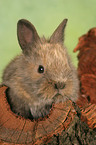 dwarf rabbit