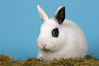 dwarf rabbit