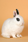 sitting dwarf rabbit