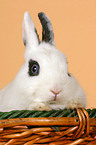 dwarf rabbit Portrait