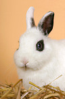 dwarf rabbit in straw