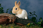 dwarf rabbit