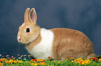 dwarf rabbit