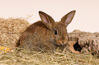 young pygmy bunny