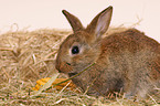 young pygmy bunny