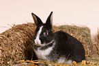 young pygmy bunny