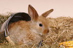 young pygmy bunny