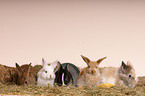 young pygmy bunnies