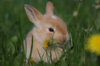 pygmy bunny