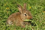 eating young dwarf rabbit