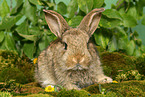 young dwarf rabbit