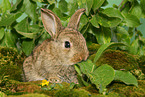 eating young dwarf rabbit