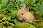 cute young dwarf rabbit