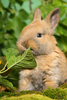 eating young dwarf rabbit