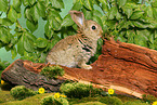 young dwarf rabbit on tree trunk